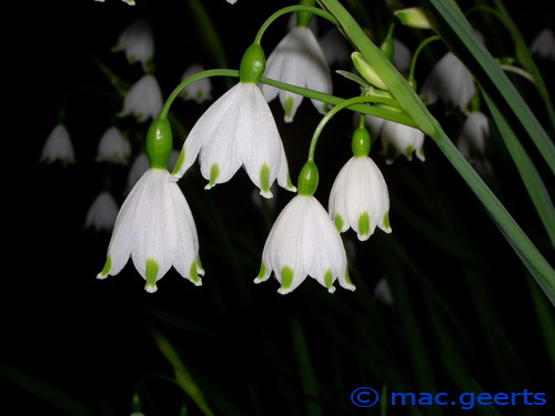 Leucojum aestivum 'Gravetye Giant'